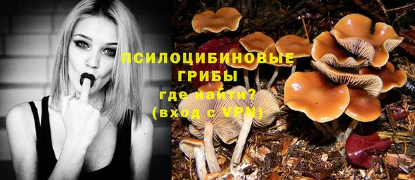 сатива Бородино